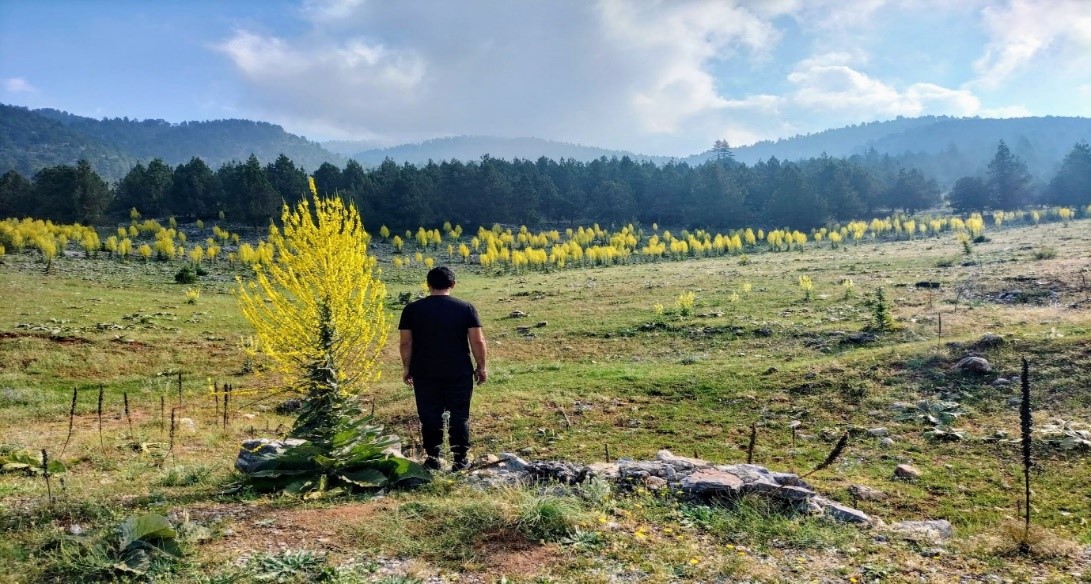 SARI ZAMANLAR/BARAN ARSLAN